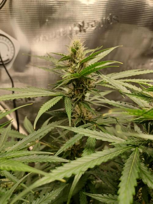2nd cookies gelato auto. Week 8
