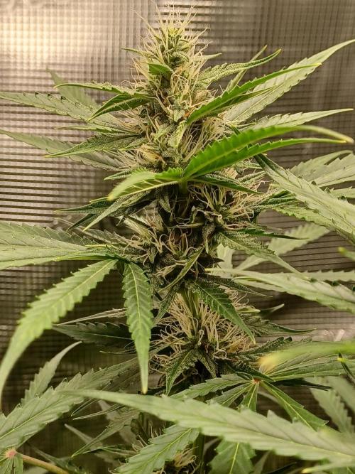 2nd cookies gelato auto. Week 8