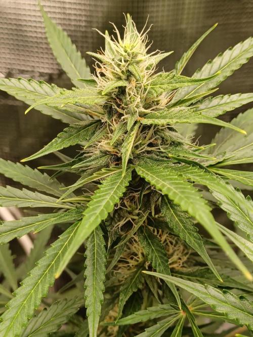 2nd cookies gelato auto. Week 8
