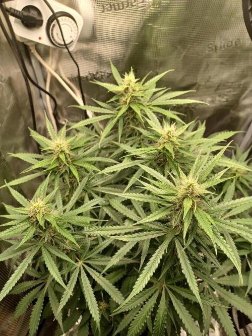 2nd cookies gelato auto. Week 8