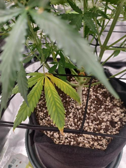 2nd cookies gelato auto. Week 8