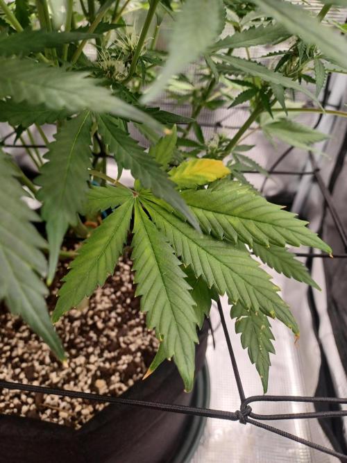 Cookies Gelato Automatic. Week 8