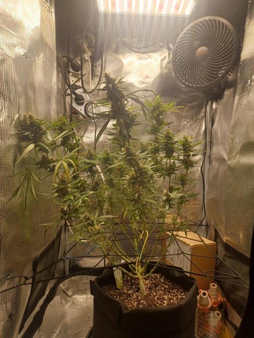 2nd cookies gelato auto. Week 10