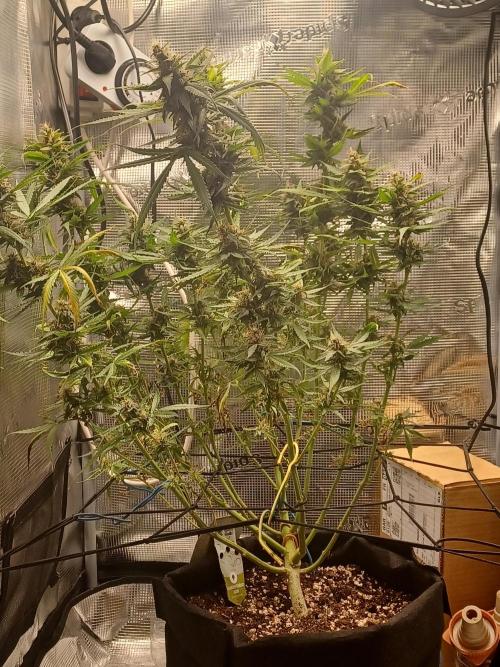 2nd cookies gelato auto. Week 10