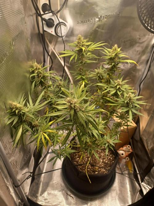2nd cookies gelato auto. Week 10