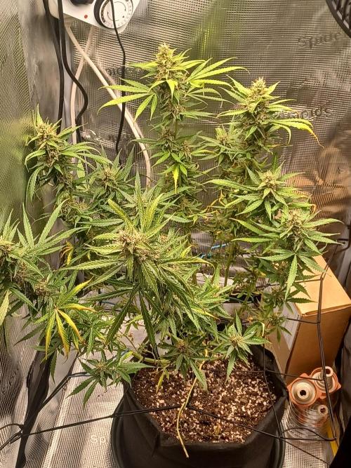 2nd cookies gelato auto. Week 10