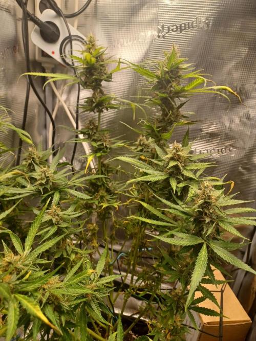2nd cookies gelato auto. Week 10