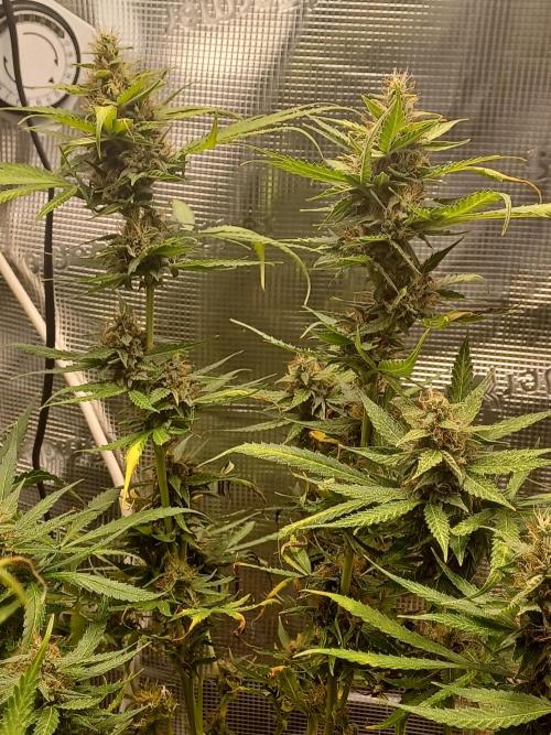 2nd cookies gelato auto. Week 10