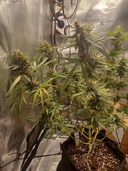 2nd cookies gelato auto. Week 10