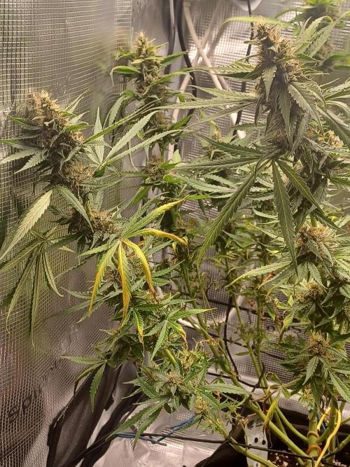 2nd cookies gelato auto. Week 10