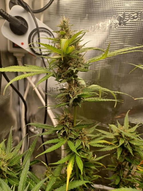 2nd cookies gelato auto. Week 10