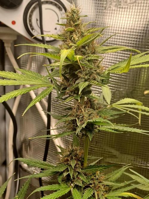 2nd cookies gelato auto. Week 10