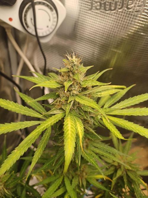 2nd cookies gelato auto. Week 10