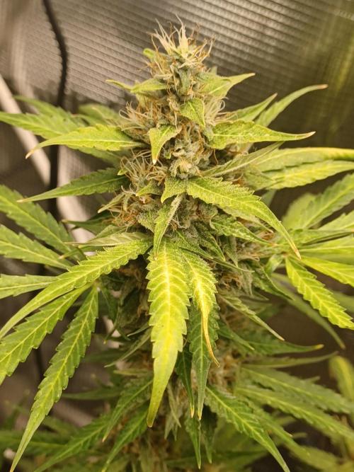 2nd cookies gelato auto. Week 10