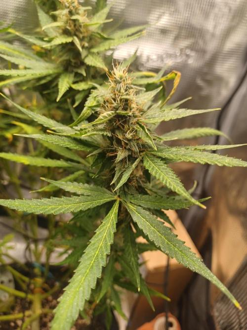 2nd cookies gelato auto. Week 10
