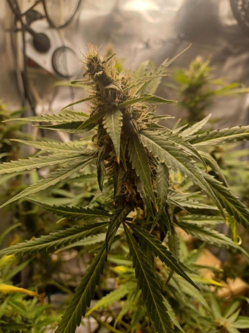 2nd cookies gelato auto. Week 10