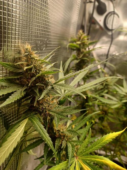 2nd cookies gelato auto. Week 10
