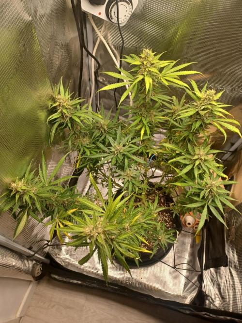 2nd cookies gelato auto. Week 10