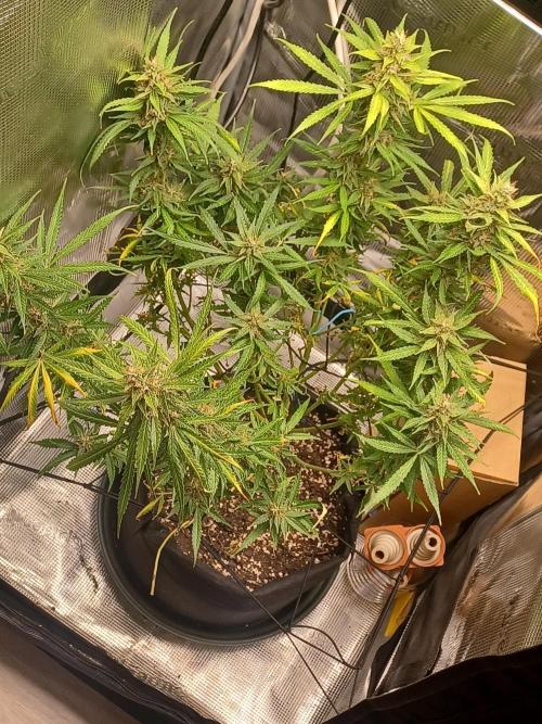 2nd cookies gelato auto. Week 10