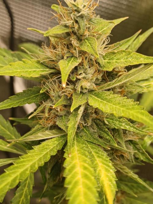 2nd cookies gelato auto. Week 10