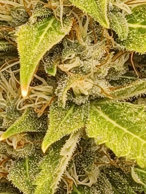 2nd cookies gelato auto. Week 10