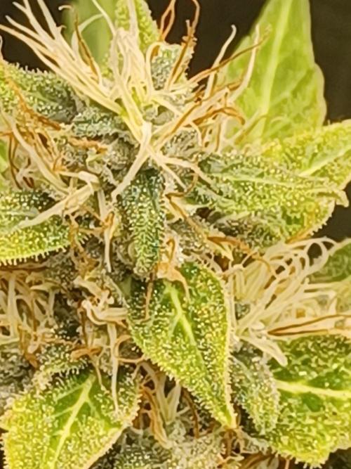 2nd cookies gelato auto. Week 10