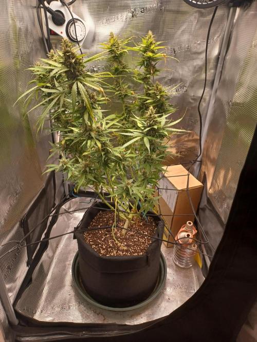2nd cookies gelato auto. Week 11