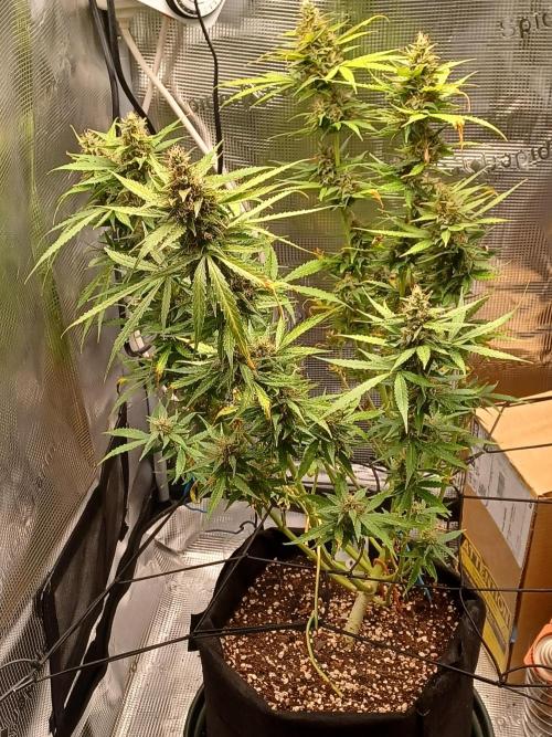 2nd cookies gelato auto. Week 11
