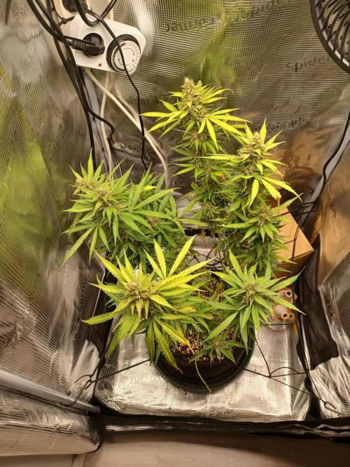 2nd cookies gelato auto. Week 11