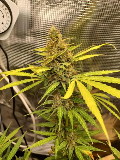 2nd cookies gelato auto. Week 11