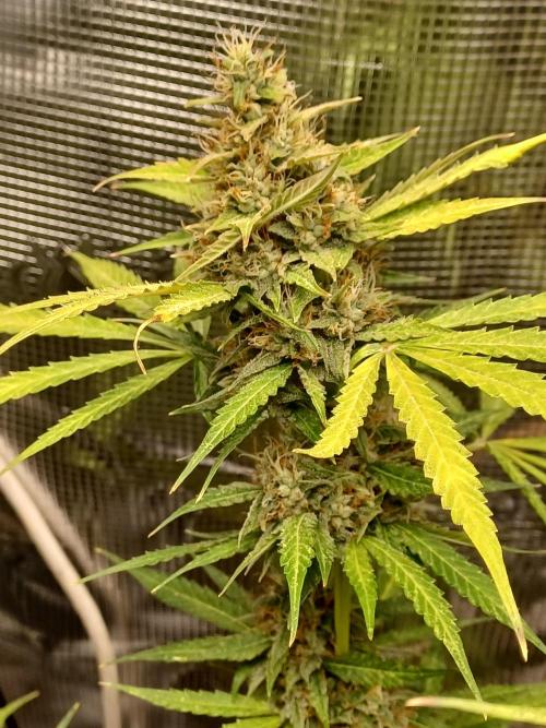 2nd cookies gelato auto. Week 11