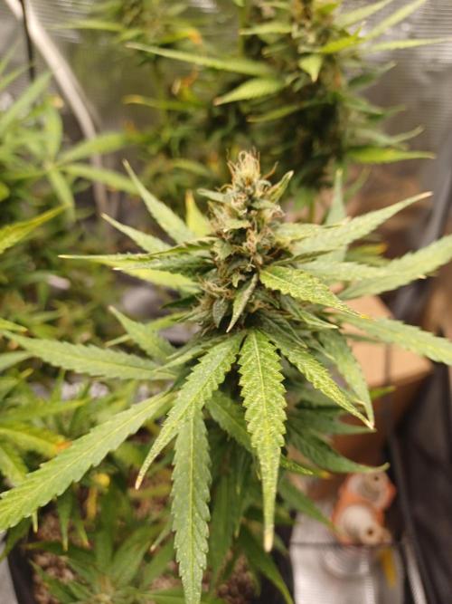 2nd cookies gelato auto. Week 11