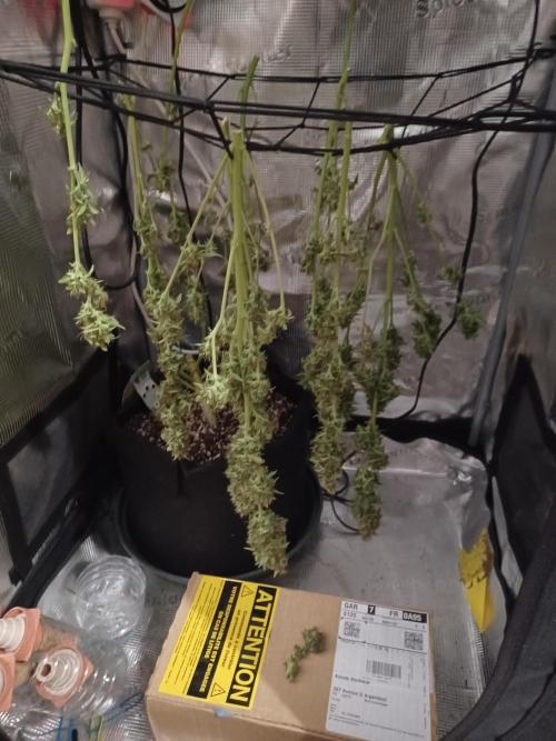 2nd cookies gelato auto. Week 11