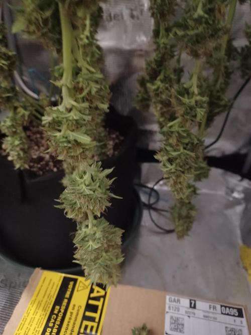 2nd cookies gelato auto. Week 11