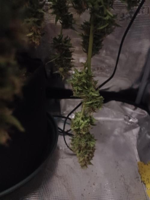 2nd cookies gelato auto. Week 11