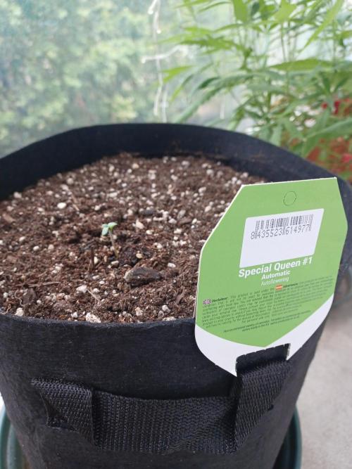 SPECIAL QUEEN #1 AUTO. Week 0