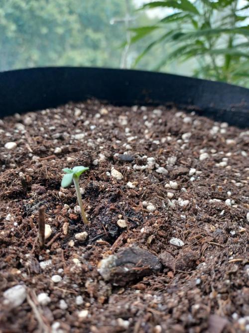 SPECIAL QUEEN #1 AUTO. Week 0