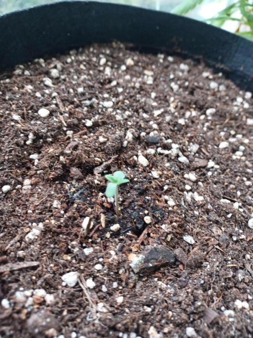 SPECIAL QUEEN #1 AUTO. Week 0