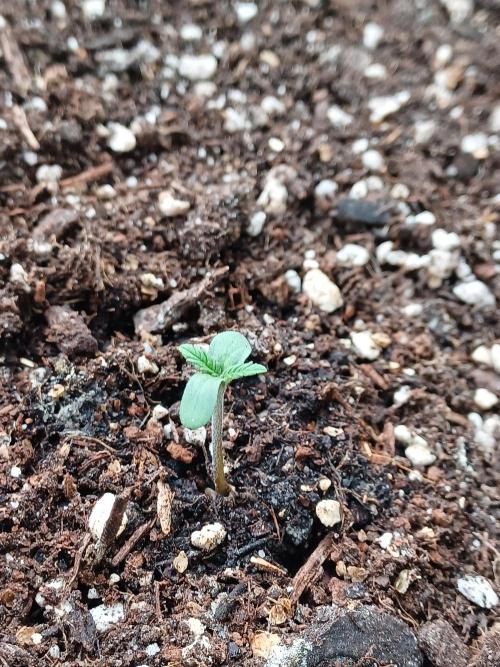 SPECIAL QUEEN #1 AUTO. Week 0