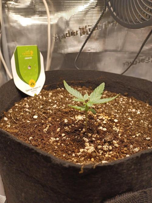 SPECIAL QUEEN #1 AUTO. Week 1