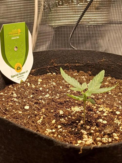SPECIAL QUEEN #1 AUTO. Week 1
