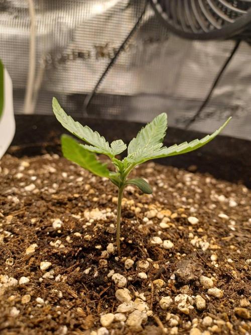 SPECIAL QUEEN #1 AUTO. Week 1
