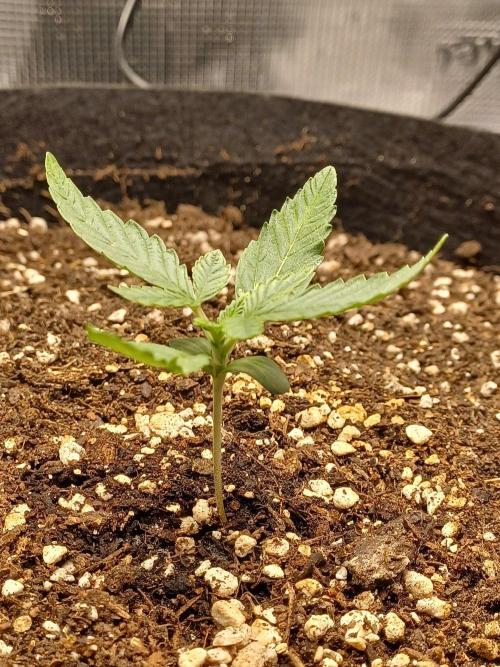 SPECIAL QUEEN #1 AUTO. Week 1