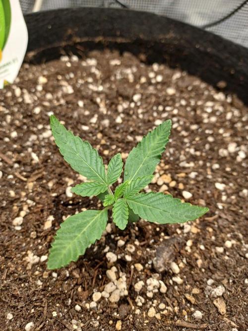 SPECIAL QUEEN #1 AUTO. Week 1