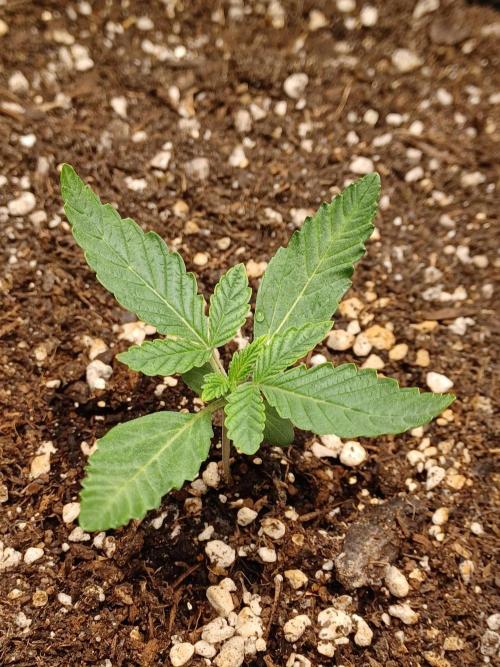 SPECIAL QUEEN #1 AUTO. Week 1