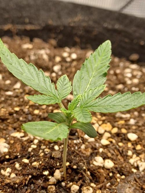Special Queen Auto 1. Week 1