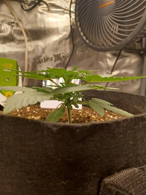 SPECIAL QUEEN #1 AUTO. Week 2