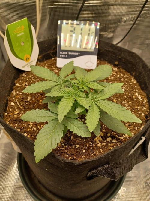 SPECIAL QUEEN #1 AUTO. Week 2