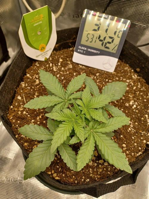 SPECIAL QUEEN #1 AUTO. Week 2