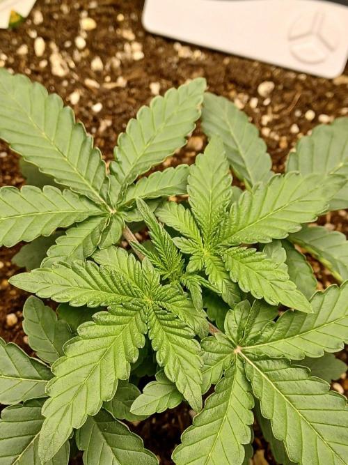SPECIAL QUEEN #1 AUTO. Week 2